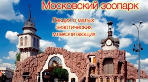 29.11.2024. Московский зоопарк. Лекция о мелких экзотических млекопитающих