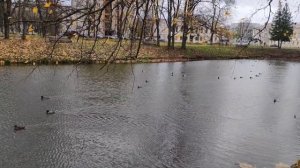 Испытание манка на утку от Дмитрия Мельника ( School Hunter )