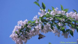 Birdsong in the flowery garden for relaxation. Пение птиц в цветущем саду для релакса.