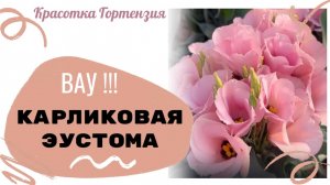 Чудесная карликовая эустома !!!