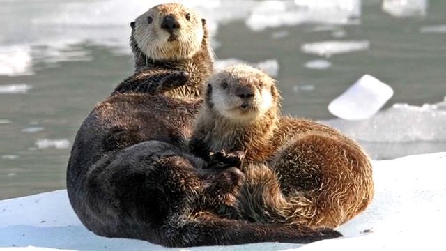 Выдра - интересные факты (фото, видео) смотреть онлайн