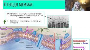 Клеточная мембрана
