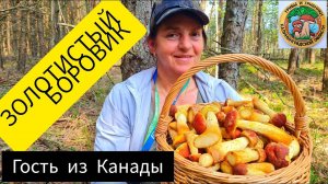 Наши приключения. Грибы; ЗОЛОТИСТЫЙ БОРОВИК ( канадский белый гриб ) в лесу летом