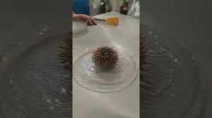 Морские ежи