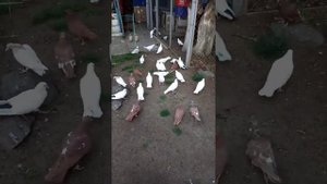 Бакинские иранские белые голуби!
