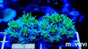 Коралл галаксея