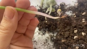 Отделяю розетки фиалки от материнского листа.