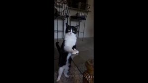 Забавные животные №128