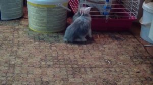 Декоративные кролики. Весёлые прыгуны.