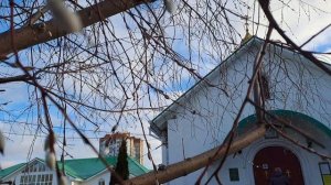 Ежегодное чудо!!!!. В канун праздника Введение во храм пресвятой Богородицы распустилась верба.