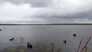 Охота на турпана