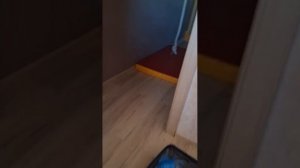 Обзор на кошку Мистер бомбаса!🐈