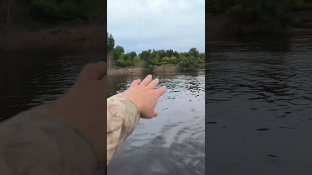 Смена направления реки, река меняет русло! #рыбалка #река #русло #лето #природа #carp смотреть онлайн