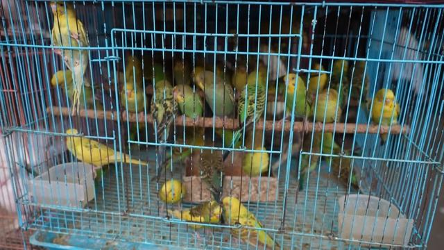 Am ajuns in India! Primele impresii despre Mumbai (preturi, cazare si mancare) смотреть онлайн