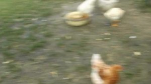 Куры бегают на подворье