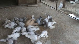 Продам лётных игровых голубей Алматы Часть 3, тел.87013366156 Сергей, 87013246911 Александр