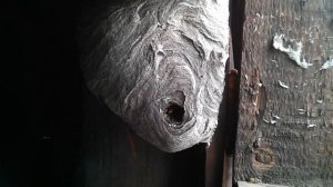 Осиное гнездо