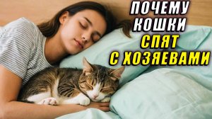 Почему кошки спят с хозяевами