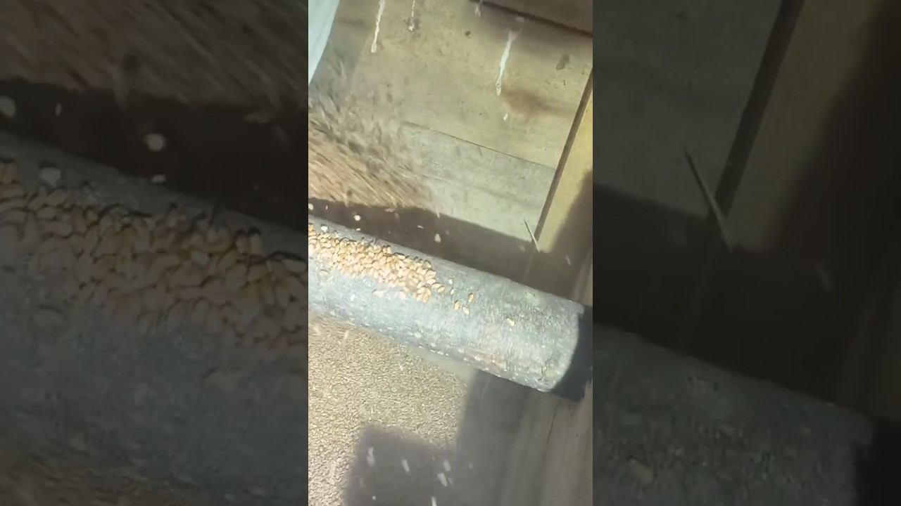 #рыбалка #зимняяловлярыбы #охота #хитрыйосëтр смотреть онлайн