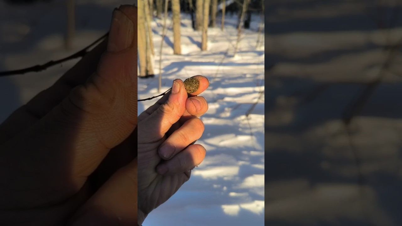 Многие спрашивают... #рыбалка #зимняяловлярыбы #выживалово #охота #сети #природа смотреть онлайн