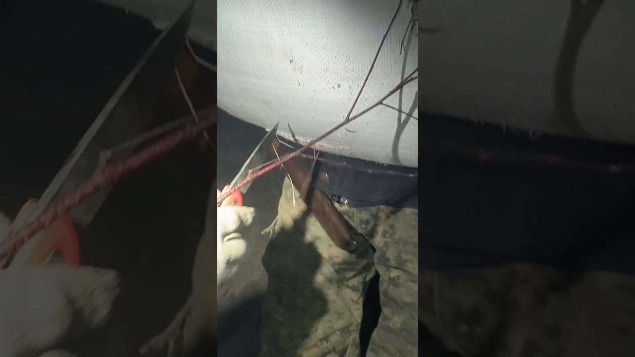 #рыбалка #зимняяловлярыбы #хитрыйосетр #охота смотреть онлайн