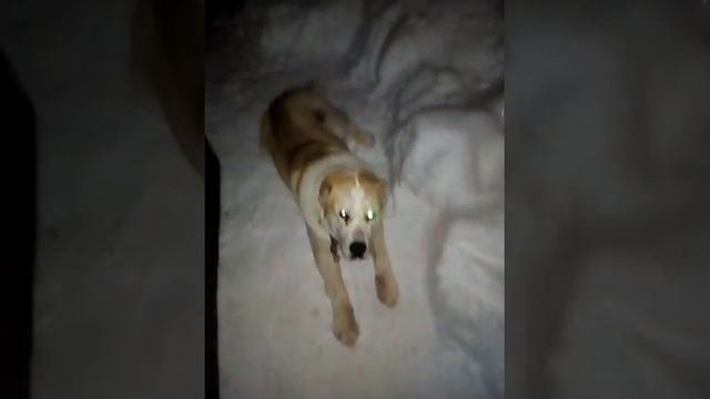 Самые умные собаки Алабай