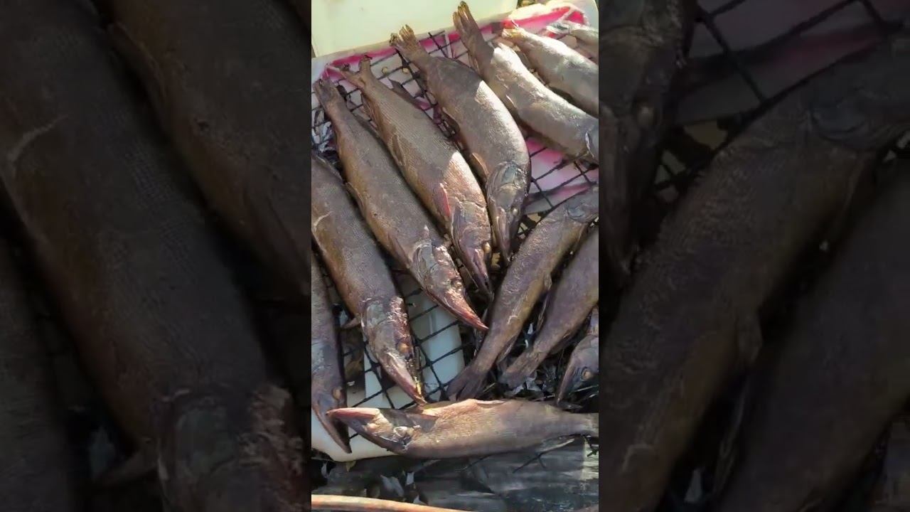 Рыбалка, копчение свежей щуки на реке. Щука горячего копчения! #рыбалка #рыба #рецепты #река #щука смотреть онлайн