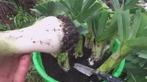 Лук Порей - в Свежем Виде Зимой. Отличные Способы Хранения . Сроки Уборки.