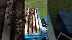 сот никот первый день подготовка