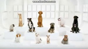 Собаки поют Имперский марш