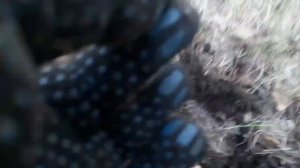 В лесу с друзьями