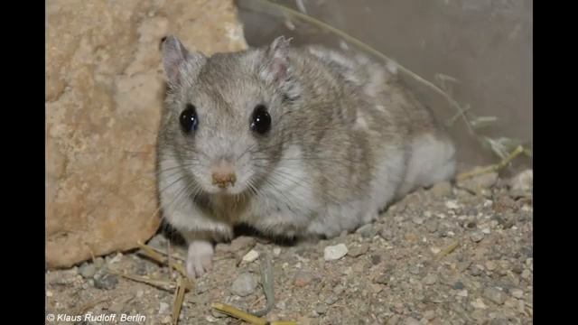 Хомячок Эверсмана смотреть онлайн