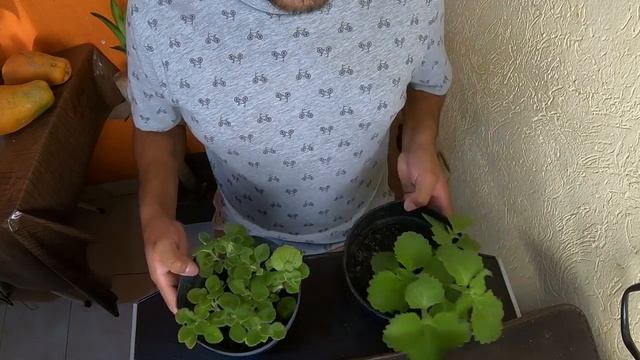 DIFERENCIAS DEL VAPORUB Y EL OREGANO OREJON #223 смотреть онлайн