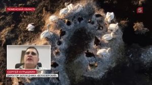 Массовая гибель краснокнижных пеликанов началась в Тюменской области   Видео