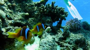 Шарм эль Шейх Бухта Sharks Bay дайвинг 2025