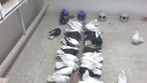 Николаевские голуби в Смоленске 12