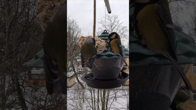 Страсти на кормушке