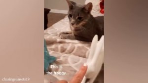 When you live with a Cat has 200 IQ