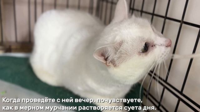 ПАСТИЛА смотреть онлайн