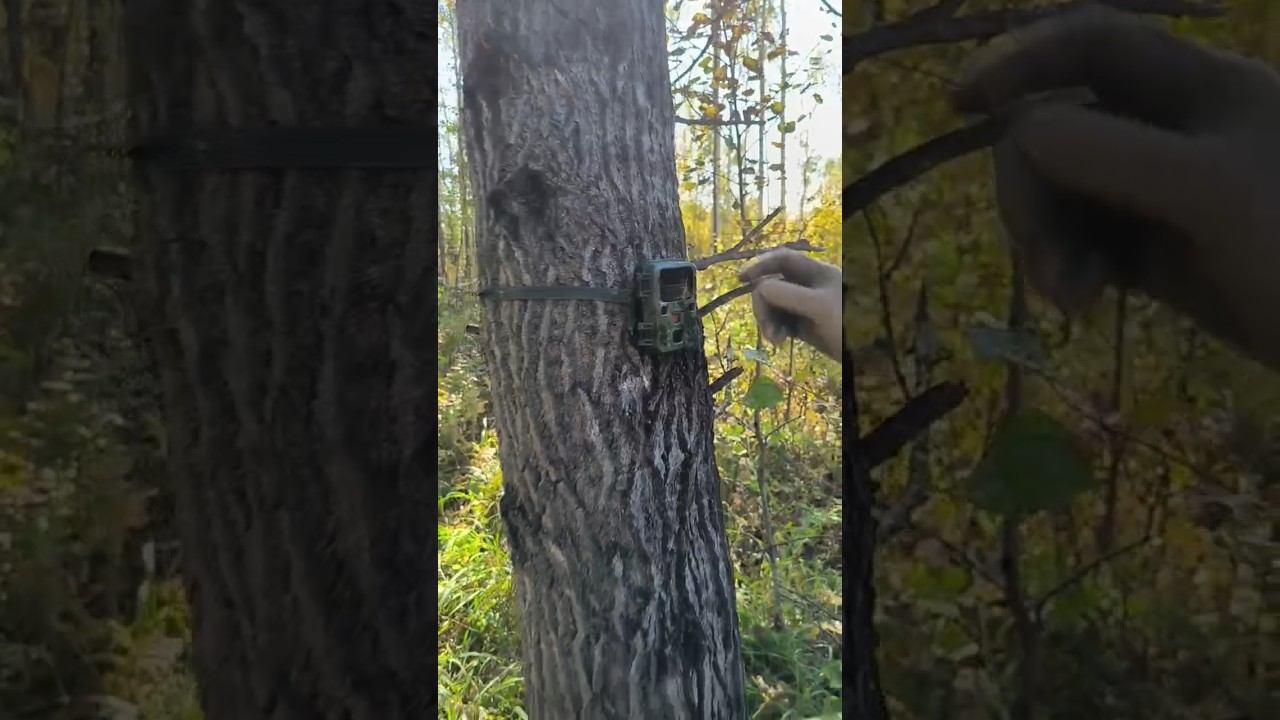 Рабочие моменты на Чугунаевском охотхозяйстве! #охота #чугунаево #лето #осень #кабан #лось #природа смотреть онлайн