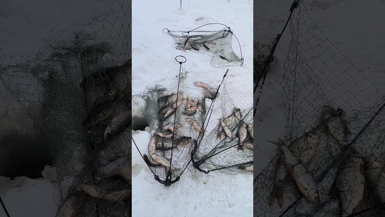 Зимняя рыбалка на Хапугу!#рыбалка #хапуга #охота #сети #природа смотреть онлайн