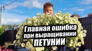 Главная ошибка при выращивании ампельной петунии объем грунта и полив