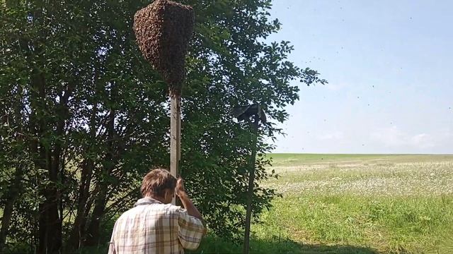 Ссыпаем рой пчёл в роевню. Прививаются на дерево. Пчеловодство. смотреть онлайн