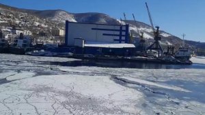 Сивучи на Камчатке!