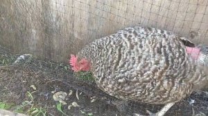 Курица ест слизней