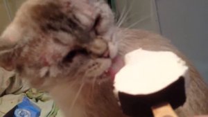 Приколы с котами. Кошка ест мороженое!