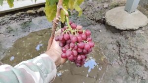 КИШМИШ ВИШЕНКА!🍇🍇🍇.mp4 СИГНАЛКИ НА ПРИВИВКАХ 2024. WhatsApp и Viber +79528500417 ТЕЛ.+79054033245