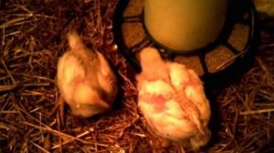 НОВЫЙ СПОСОБ ОТКОРМА БРОЙЛЕРОВ!!!