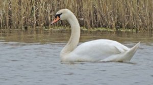 Джемуха 19 04 22