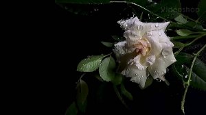 ЦВЕТЫ БЕЛОСНЕЖНЫЕ